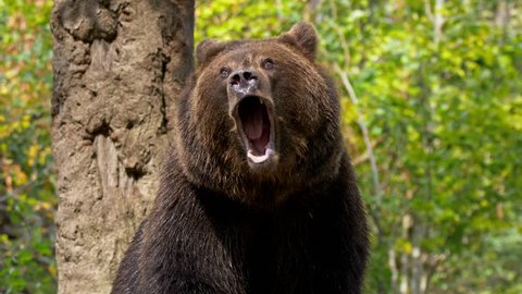 Brown bear (Ursus arctos) roaring