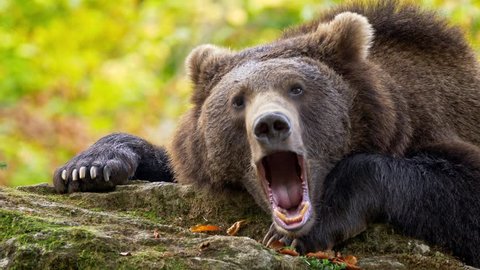 Brown bear (Ursus arctos) yawning