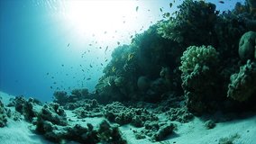 Underwater view of the coral reef with tiny fishes and freediver exploring the reef. Speeded up clip with non linear timing at the beginning (speed returns to normal when free diver appears)