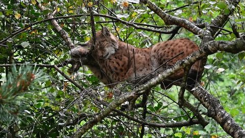Eurasian lynx (Lynx lynx) sleeping in tree in forest