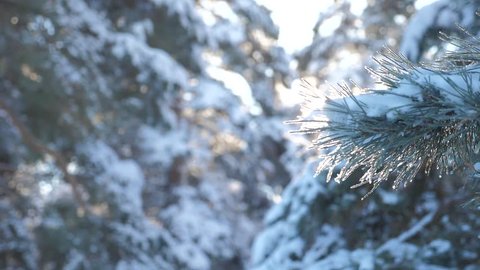 branch pine tree sunlight glare winter landscape during sunset. winter pine the sun forest in the snow sunlight movement. frozen frost Christmas New Year tree. concept new year winter . slow motion