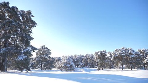 Frozen winter forest with snow covered trees. slow motion video. winter pine forest in the snow sunlight movement. frozen frost Christmas New Year tree. concept new year lifestyle winter. Pine trees