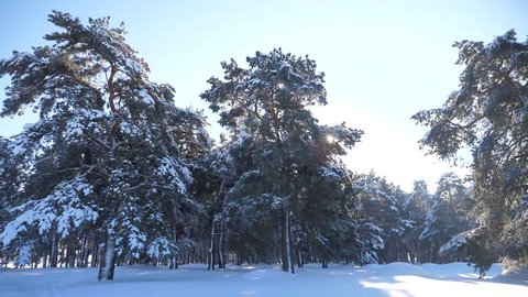 Frozen lifestyle winter forest with snow covered trees. slow motion video. winter pine forest in the snow sunlight movement . frozen frost Christmas New Year tree. concept new year winter. Pine trees