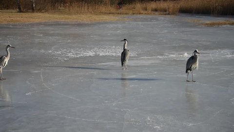Urban herons on an icy lake in Stockholm