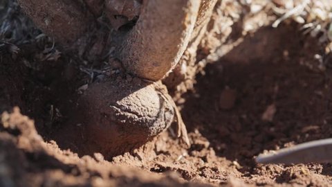 unearthing black truffle from the ground in Australia. Tuber melanosporum, called the black truf-fle, Périgord truffle or French black truffle, is a species of truffle native to Southern Europe.