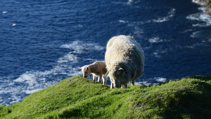 White sheep, ewe with lamb grazing on sea cliff top in  Shetland, Scotland, UK Royalty-Free Stock Footage #1024528970