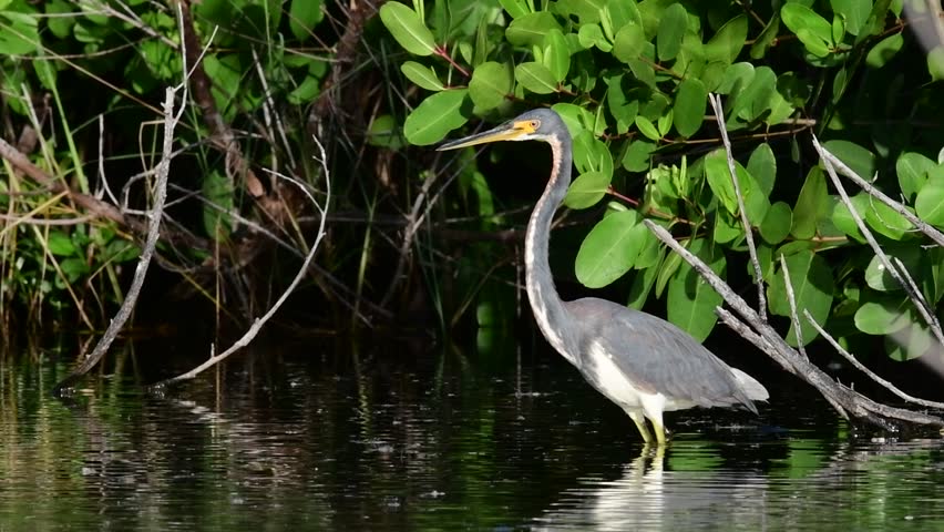 Heron Running On the Water. Stock Footage Video (100% Royalty-free ...