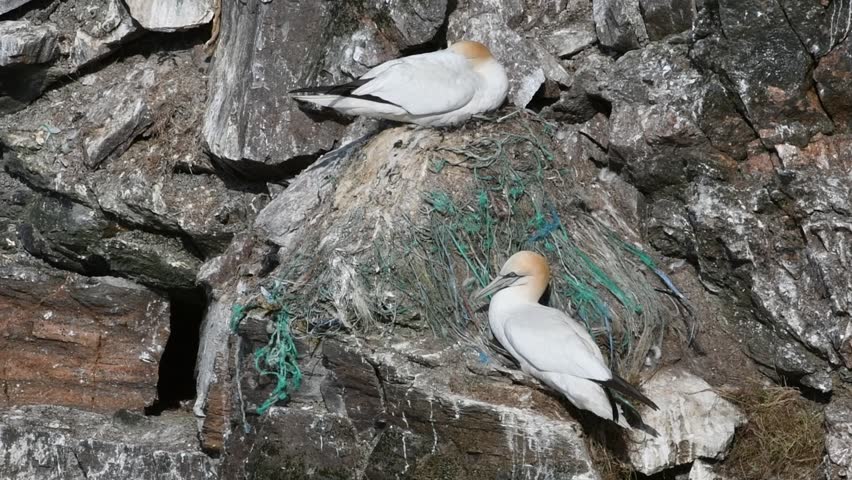 Northern gannet (Morus bassanus) on nests made of nylon fishing nets in seabird breeding colony in sea cliff at Hermaness, Unst, Shetland Islands, Scotland, UK