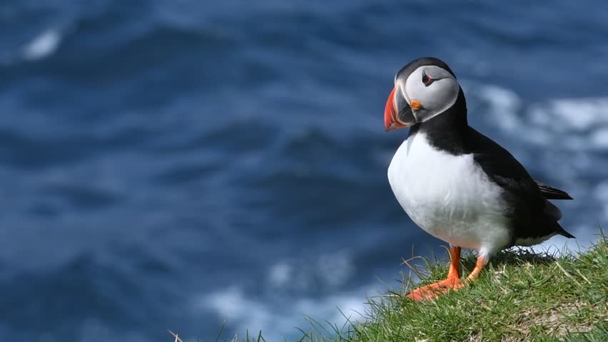 Atlantic puffin / common puffin (Fratercula arctica) in breeding plumage on cliff top in spring and fulmar flying past Royalty-Free Stock Footage #1024533176