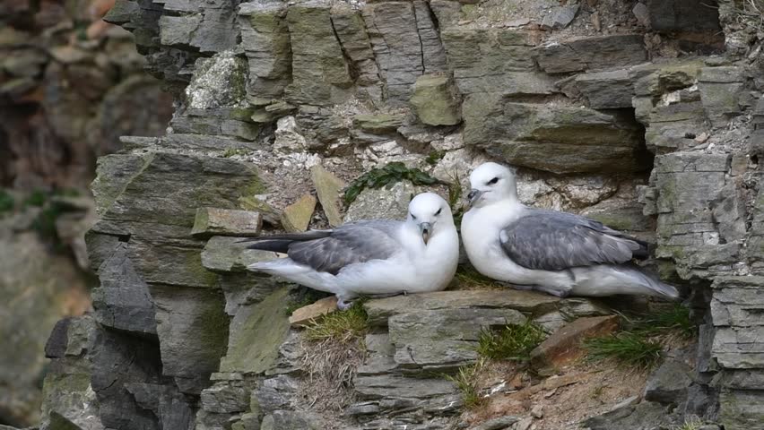 Northern fulmars / Arctic fulmar pair (Fulmarus glacialis) nesting on rock ledge and calling in sea cliff face at seabird colony, Scotland, UK Royalty-Free Stock Footage #1024536332