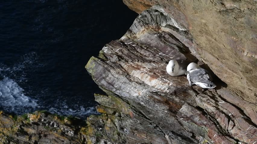 Northern fulmars / Arctic fulmar pair (Fulmarus glacialis) nesting on rock ledge in sea cliff face at seabird colony, Scotland, UK Royalty-Free Stock Footage #1024536353