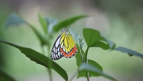 Beautiful video of an Indian Jezebel butterfly sitting on the flower plant in its natural habitat