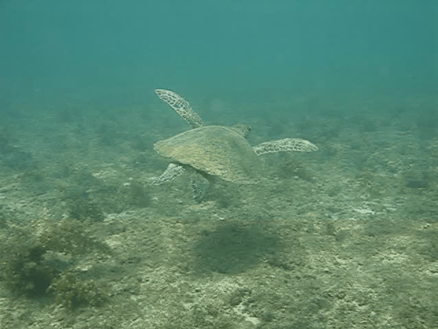 Underwater footage of a sea turtle.