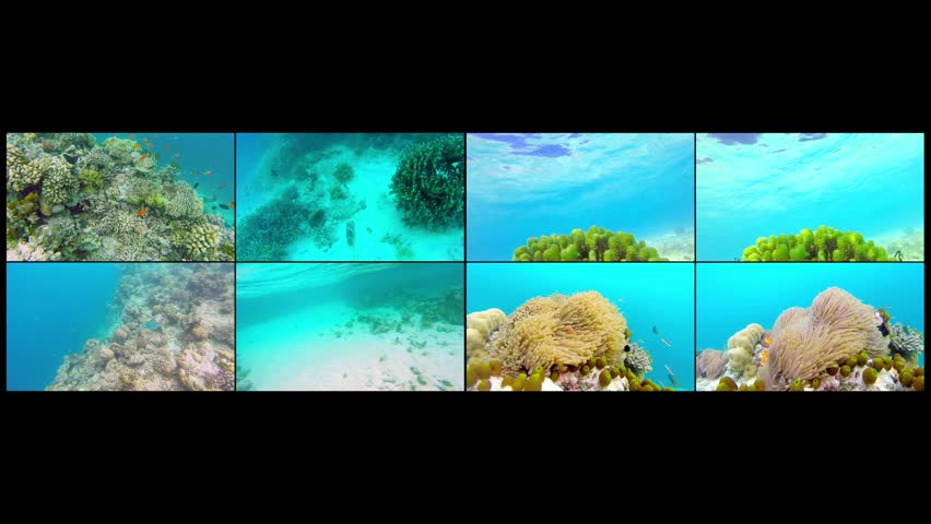 Collage Ocean scenery on shallow coral reef. Underwater video of the ocean. Small fish swim erratically and hidden by algae. Colored corals and fish in the Maldives. Royalty-Free Stock Footage #1024541363