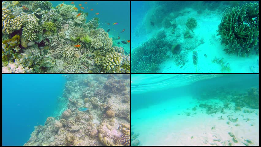 Collage Ocean scenery on shallow coral reef. Underwater video of the ocean. Small fish swim erratically and hidden by algae. Colored corals and fish in the Maldives. Royalty-Free Stock Footage #1024541372