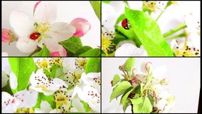 Ladybug on blossom pears rotating on a white background. Video 360