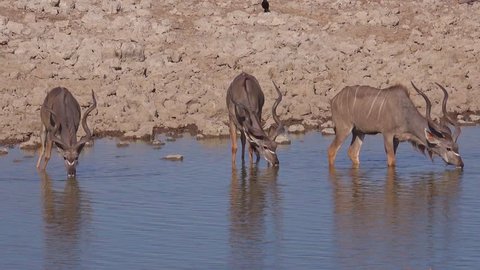 AFRICA - CIRCA 2018 - Three kudu antelopes drinking at a watering hole in Africa.