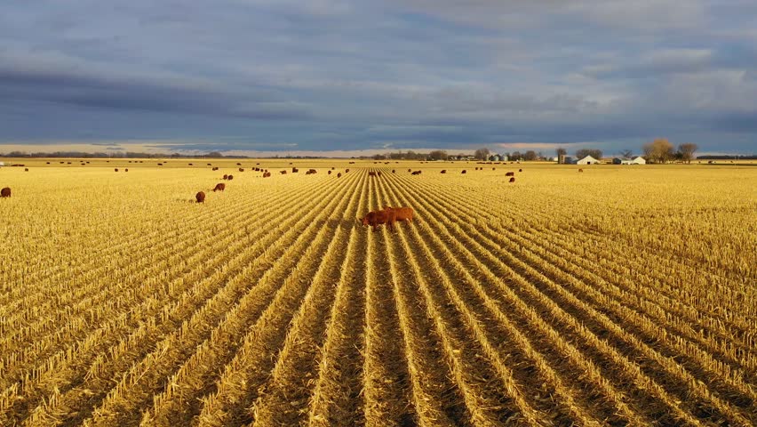 RIVERSIDE, IOWA - CIRCA 2018 - Beautiful drone aerial over farm fields with cows at dusk in rural Nebraska.