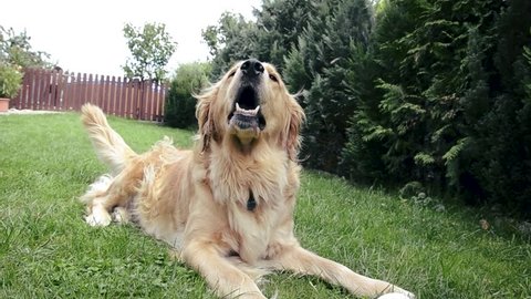 Adult golden retriever dog running and jumping to the camera. Dog following a camera, sitting on the grass and posing. Crazy and breathless golden retriever is playing in the garden on sunny day.