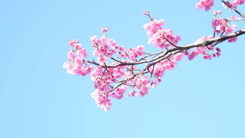 Japanese Cherry Blossoms Stock Footage Video (100% Royalty-free