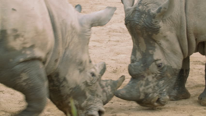 Close up of two adult rhinoceros fighting outdoor in the zoo, 4k wild animal footage