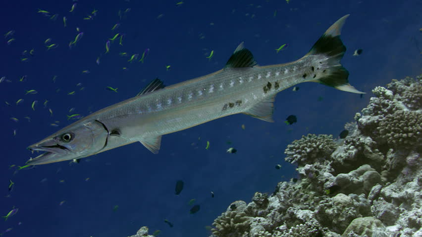 A Great Barracuda, Sphyraena barracuda, at cleaning station, Blue Streak or Blue-streak Cleaner Wrasse, Labroides dimidiatus  cleaning the mouth and body of the Barracuda, Maldives, Indian Ocean, slow