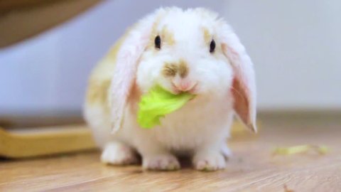 Lop ear little Red and white color rabbit, 2 months old, bunny eat chew green leaf - animals food and pets concept.