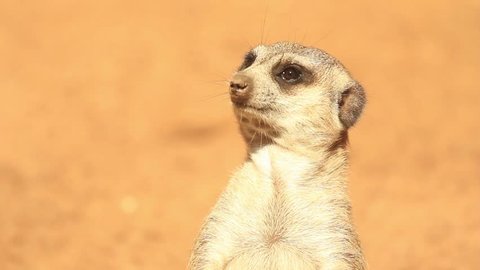 Funny Aimals Group Of Meerkats Standing Video De Stock 100 Libre De Droit Shutterstock