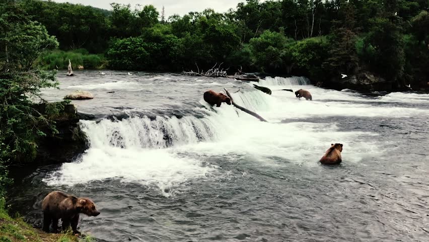 Bears fishing in the water, at Brooks Falls in Katmai National Park, AK