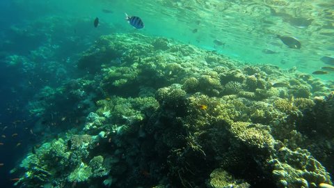 Colorful Tropical Coral Reefs with beautiful underwater inhabitants, colorful fish and corals in the tropical reef of the Red Sea, Egypt. Filmed on an underwater camera with a periodic diving out from
