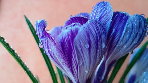 Close-up: purple and white crocus flowers and buds, green leaves covered with water drops. Dew runs down the petals. วิดีโอสต็อก