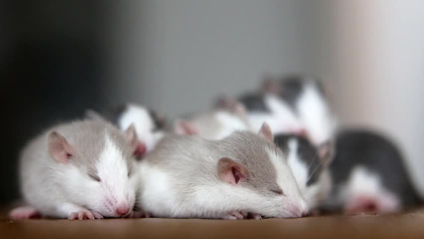 Close-up of domestic white pet small rats warming together