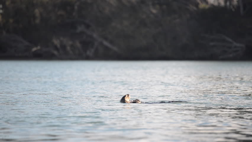 Close-Up: Sea Otter Swimming in Flowing Bay Water