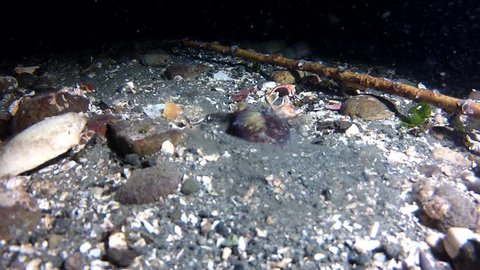 Underwater: Squid Digging in the Sand at the Bottom of the Ocean