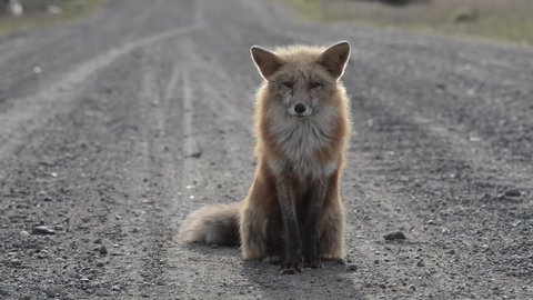 Close Up: Beautiful Fox Sitting Upright in the Wind