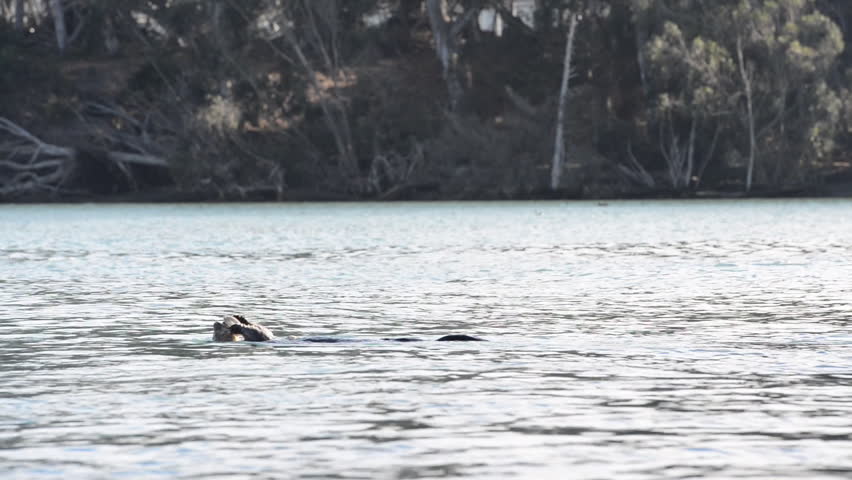 Sea Otter Swimming in Bay and Happily Eating a Fish