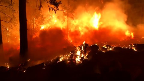Wide Angle: Orange Flames and Smoke of a Forest Fire