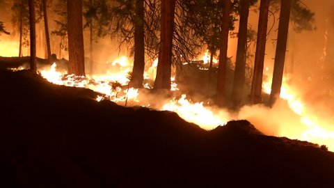Wide Angle: Flames of a Fire Burning a Forest