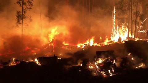 Wide Angle: Trees Going Up in Flames in a Forest Fire