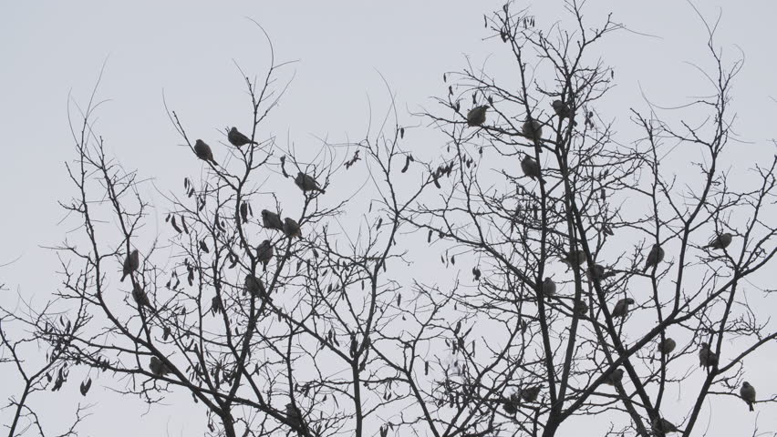 Bird perched on some tree branches image - Free stock photo - Public ...