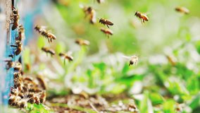Slow motion of flying bees. busy bees flickering wings in the air around beehive with bright spring background, bees working at spring day, in Sichuan, China,4K wildlife clip