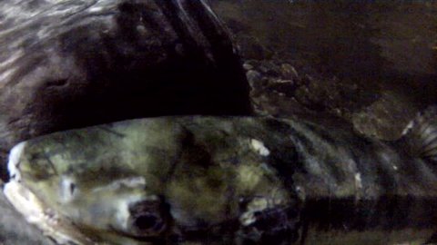 Underwater Close-Up: One Fish Swimming Upwards Towards Glistening Light at Night