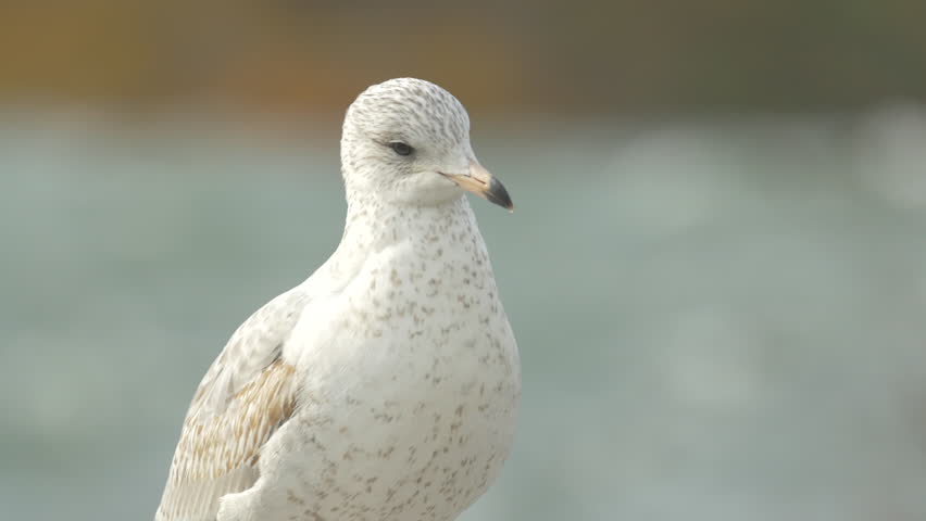White bird with orange and black beak at Niagara Falls, USA
