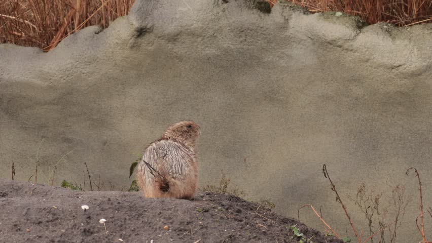 Squirrel spermophilus playing in nature