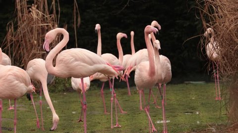 group of beautiful flamingo birds
