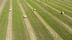 Stock video aerial view footage over a green-orange field with round straw sheaves of hay. 4k video