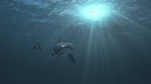 Underwater shot of mother and calf killer whales (orcas orcinus) swimming towards and then passed the camera in deep blue ocean - high quality 3d animation