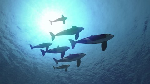 Underwater shot of a pod of killer whales (orcas orcinus) swimming from left to right in backlight - seamless looping high quality 3d animation