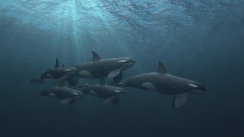 Underwater shot of a small pod of killer whales (orcas orcinus) swimming passed the camera in deep blue ocean - high quality 3d animation