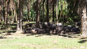 Video of a group of water buffalo.